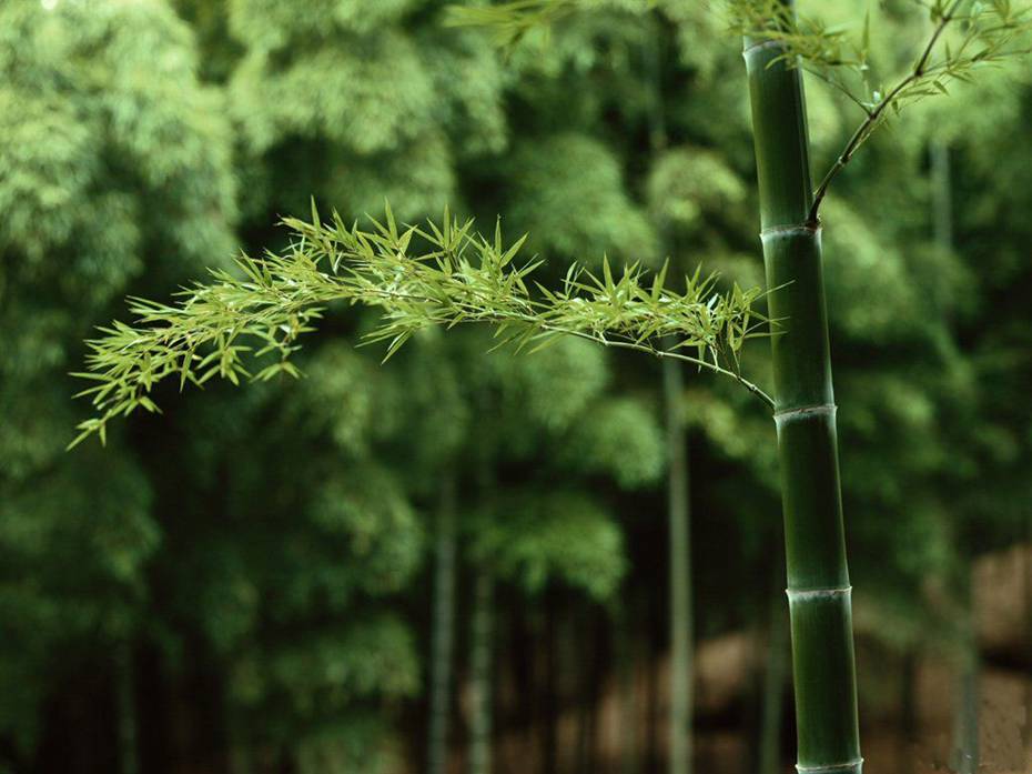 北欧绿植物壁纸